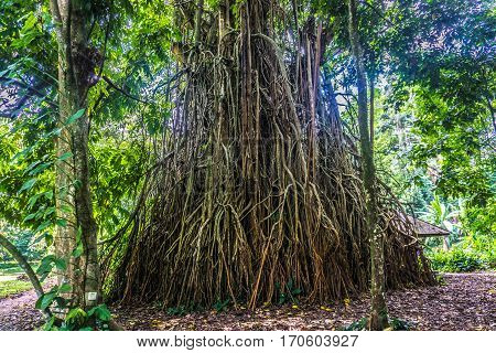 An old big tree with big and long roots standing in the middle of a garden photo taken in Kebun Raya Bogor Indonesia java