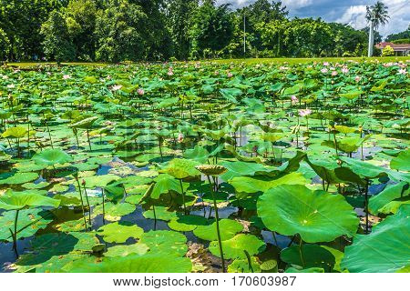 Lotus or water lily fulfill the pond near Istana Negara Bogor with beautiful landscape photo taken in Bogor Indonesia java