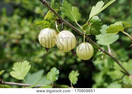 Green gooseberries (Ribes uva-crispa) grow on a gooseberry bush in a garden in Joliet, Illinois during June.