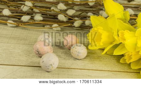Quail eggs with catkins willows and Daffodils