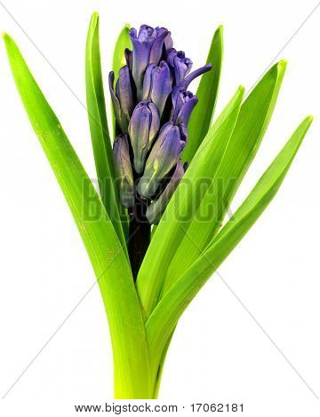 Primavera Fiore blu su sfondo bianco