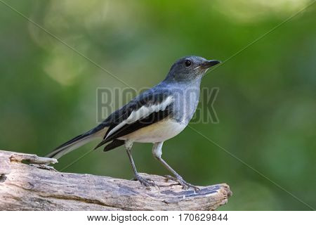 Female Oriental Magpie Robin bird (Copsychus saularis) in gray black and white perching on log with blurred green background