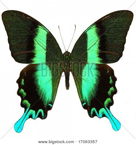 Papilio blumei แยกต่างหากบนพื้นสีขาว
