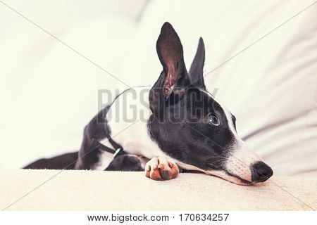 Puppy grayhound on bed in home