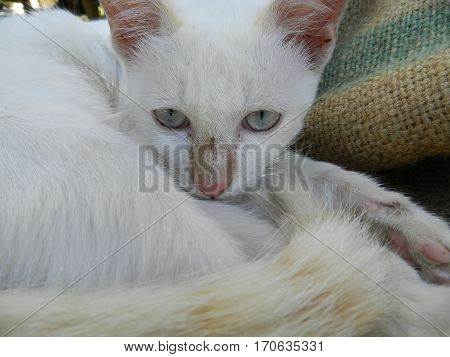 White cat walking in a green park.