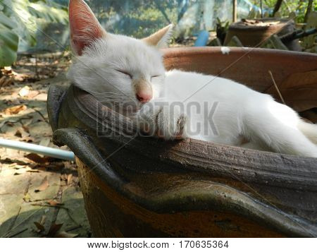 White cat sleeping in a green garden.
