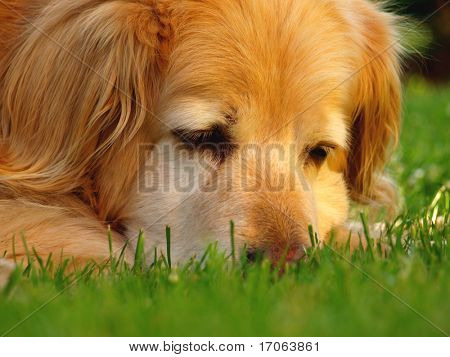 Leder af golden retriever