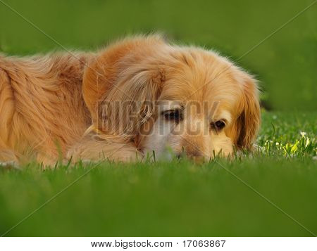 Leder af golden retriever