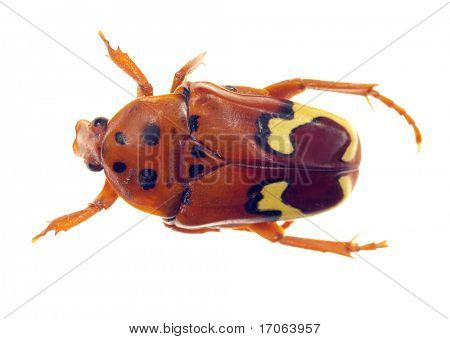 Scarabeo Vespa isolato on white