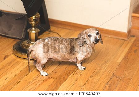 Female Dachsund dog with brown and white fur buggy eyes and snaggle-tooth lip. Cute dog. Funny dog.