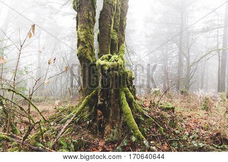 Mossy green trees in foggy Oregon forest. Winter day setting. Near Beaverton Oregon USA.