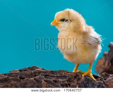 Cute little newborn chicken on blue background, standing on wood. Newly hatched chick on a chicken farm.