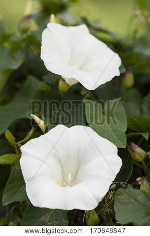 White flowers of Morning Glory Ipomea plant