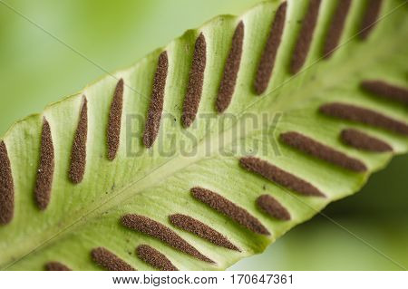 Spores lines and spots on underside of fern leaves.