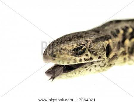 Lucertola Lacerta agilis