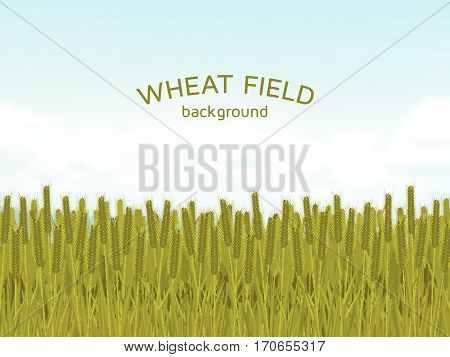 Wheat field and blue sky background.  Colorful vector illustration.
