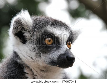 Lemur närbild