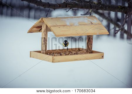 Great tit Parus Major on feeder at winter day