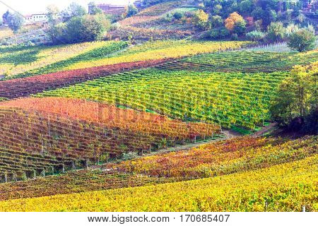 impressive vineyards in autumn colors in Tuscany - famous vine region of Italy