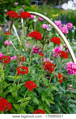 Flowering Maltese cross plants flowering in the summer garden beside a brass spindle bed head board used as decoration