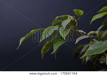 Ficus Benjamin on a black background. Indoor plant. The leaves on the branches. Background.