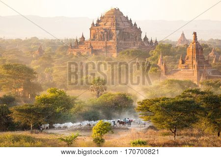 Burmese shepherdess leading her herd back home at sunset in an amazing landscape, Bagan, Myanmar