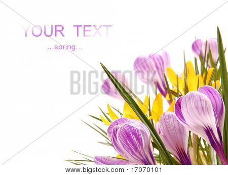 สปริง crocusses