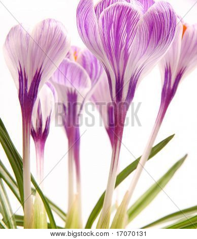 สปริง crocusses
