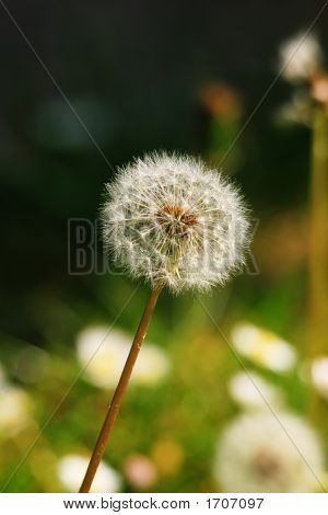 Paardebloem/Blowball