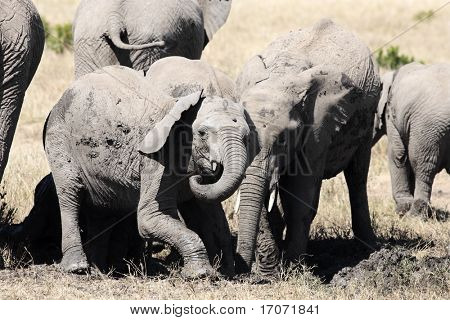 부시에 열, Elephantidae에서 그들을 보호 하기 위해 진흙을 사용 하 여 코끼리의 무리의 젊은 여