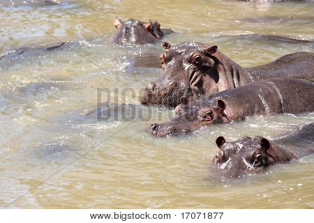 glade flodhest (altid smilende) i floden marra i masai mara reserve i kenya Afrika