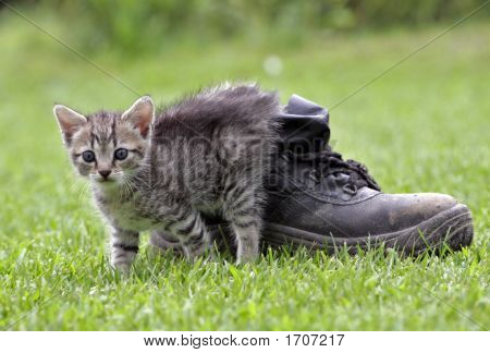 Pusscat
