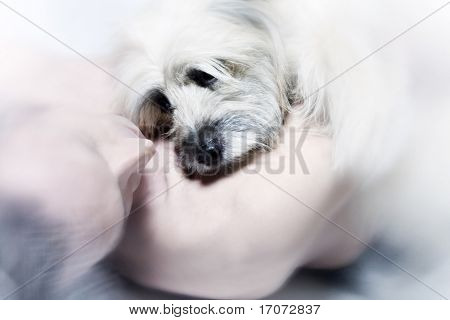 ritratto in studio isolato della giovane e il suo cane labrit