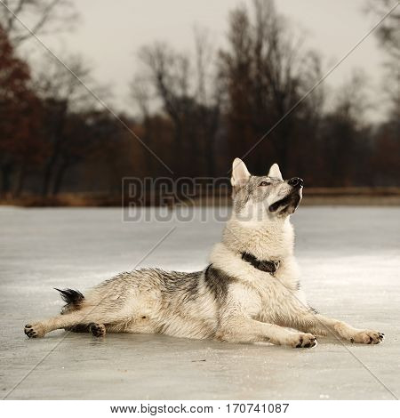 Eight months old wolfdog male puppy laying on ice in winter park
