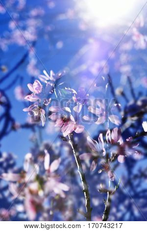 multiple exposure of almond trees in full bloom, with many nice pink and white flowers