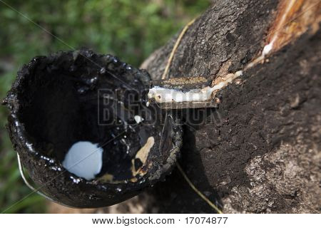 Plantation Gummi Baum Ernten im Wald in Kerala Zustand, Indien