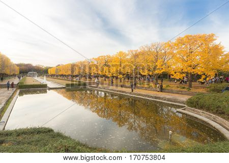 Ginkgo trees in Autumn in Tokyo Japan