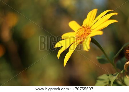 Yellow flowers in the garden look beautiful.