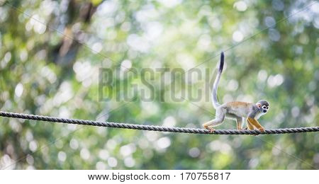 Common Squirrel Monkey (Saimiri sciureus; shallow DOF)