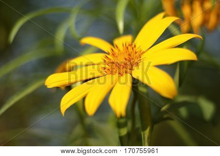 Yellow flowers in the garden look beautiful.