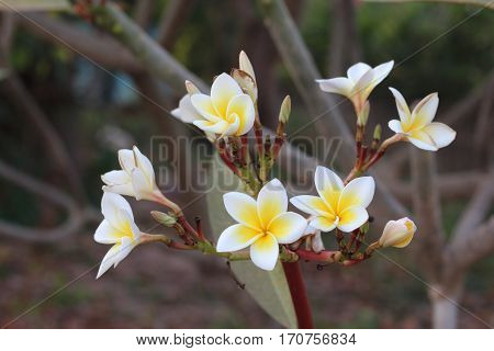 Many white-yellow frangipani flower in a garden.