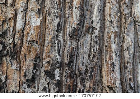 With the natural texture of the bark.