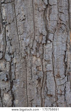 With the natural texture of the bark.