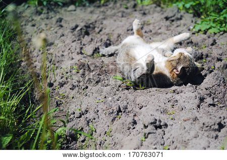 Stripped Cat Lying On The Ground Among Green Grass