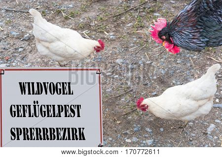 Sign with red border and inscription in German wild bird - avian influenza Locking area. In the background a rooster and two chickens.