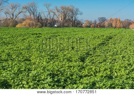 View of an Agra field in winter. Cultivated with winter vegetables.