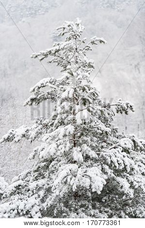 Winter trees with snow on High castle in Lviv Ukraine
