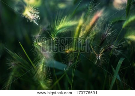 Cereal Crop Ears With Vibrant Green Color Grass Close Up Photo Taken On Summer Sunny Day. Fluffy Plant Ears Under Bright Sun Light With Weed Leafs Around.