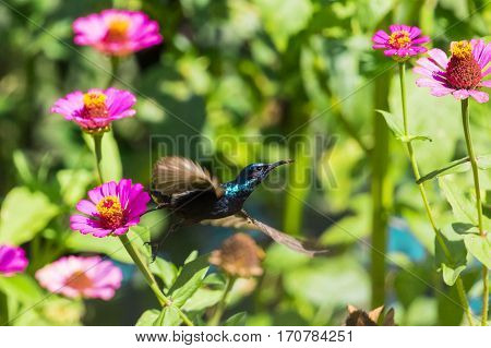 Image of a bird (purple sunbird). Wild Animals.