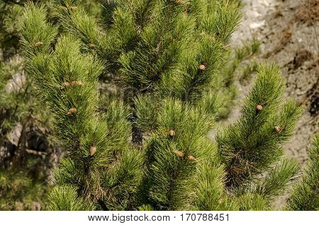 Mountainside in Lozen mountain with talus and forest at the top, Pancharevo, Bulgaria